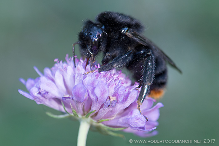 Bombus (Psithyrus) rupestris, femmina